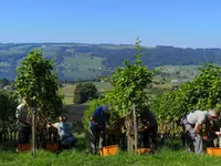 Weinbau Kaiserspan - Klicken Sie, um das Bild 10 in einer Lightbox vergrössert darzustellen