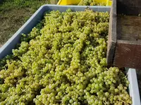 Clos des Cantons