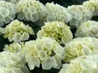 A. Pinto Fleurs