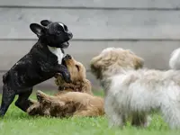 DOG TK - Klicken Sie, um das Bild 3 in einer Lightbox vergrössert darzustellen