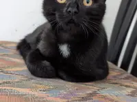 Studio Veterinario Ghiringhelli