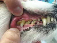 Hundesalon Zolli