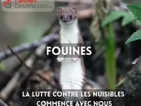 Partners Desinfection | Votre spécialiste en Nuisibles