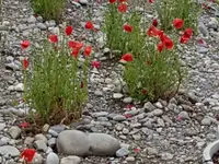 BRÜHWILER-GARTENBAU, BAUMPFLEGE