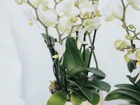 Fleurs du Coeur