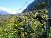 Cave des Ponts