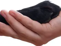 Kleintierpraxis Vincenz AG