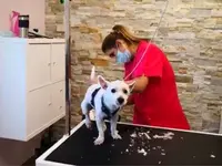 Patty's Hundesalon