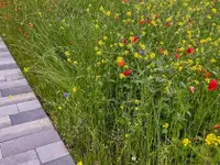 hollenstein blumengarten ag-Blumenshop-Gärtnerei-Gartenbau-Unterhalt-Grabpflege