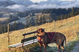 Kleintierpraxis Simmental