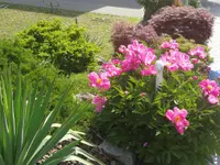 Moser Service rund um Haus & Garten Gmbh