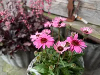 Blumen Kaspar AG