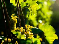 Domaine Claudy Clavien - Klicken Sie, um das Bild 4 in einer Lightbox vergrössert darzustellen