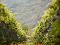 CANTINA IL CAVALIERE SA - Klicken Sie, um das Bild 9 in einer Lightbox vergrössert darzustellen