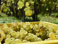 Domaine Dillet