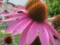 Naturheilpraxis Katharina Studer