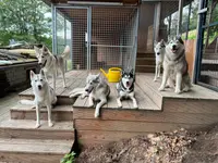 Vanessa Rieder, VanJara-Dogtraining - Klicken Sie, um das Bild 5 in einer Lightbox vergrössert darzustellen