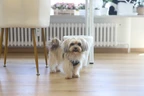 Hundesalon Wang Wuffi-Welt