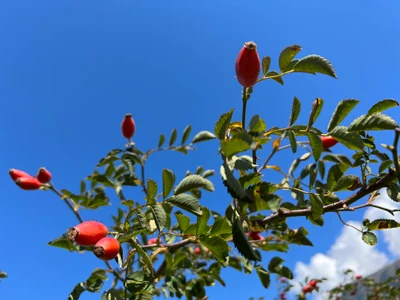 Bolz Gartenbau GmbH