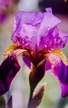 Iris Massage Souvenir