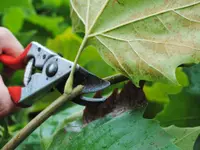 Rutishauser Gartenbau GmbH - Klicken Sie, um das Bild 2 in einer Lightbox vergrössert darzustellen