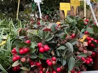 Au Jardin Blumen GmbH