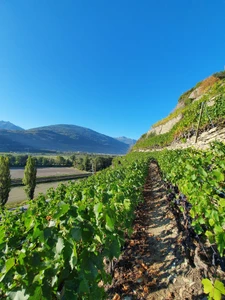 Cave de la Brunière Sàrl