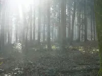 ViaAniMenTi Heilpraxis & Falknerei