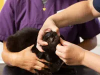 Dr. med. vet. Frey Artur
