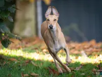 Hunde-Schule Manuela Albrecht - Klicken Sie, um das Bild 4 in einer Lightbox vergrössert darzustellen