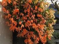 Blumen Hirt