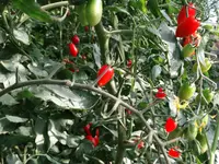 Azienda Ortofrutticola Taiana sagl