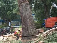 Pasinelli cura alberi Sagl - Klicken Sie, um das Bild 3 in einer Lightbox vergrössert darzustellen