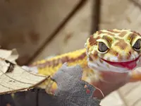 Zürcher Tierschutz