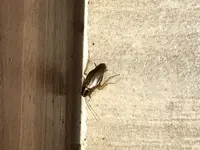 GROSS Pest Control GmbH