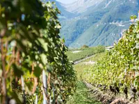 Les Celliers du Chablais SA - Klicken Sie, um das Bild 2 in einer Lightbox vergrössert darzustellen