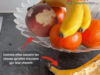 Partners Desinfection | Votre spécialiste en Nuisibles