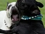 Odins Hundeschule