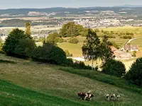 Schäfer Eugen AG