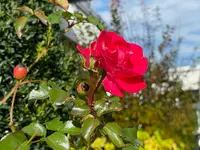 Druckzentrum Bülach AG