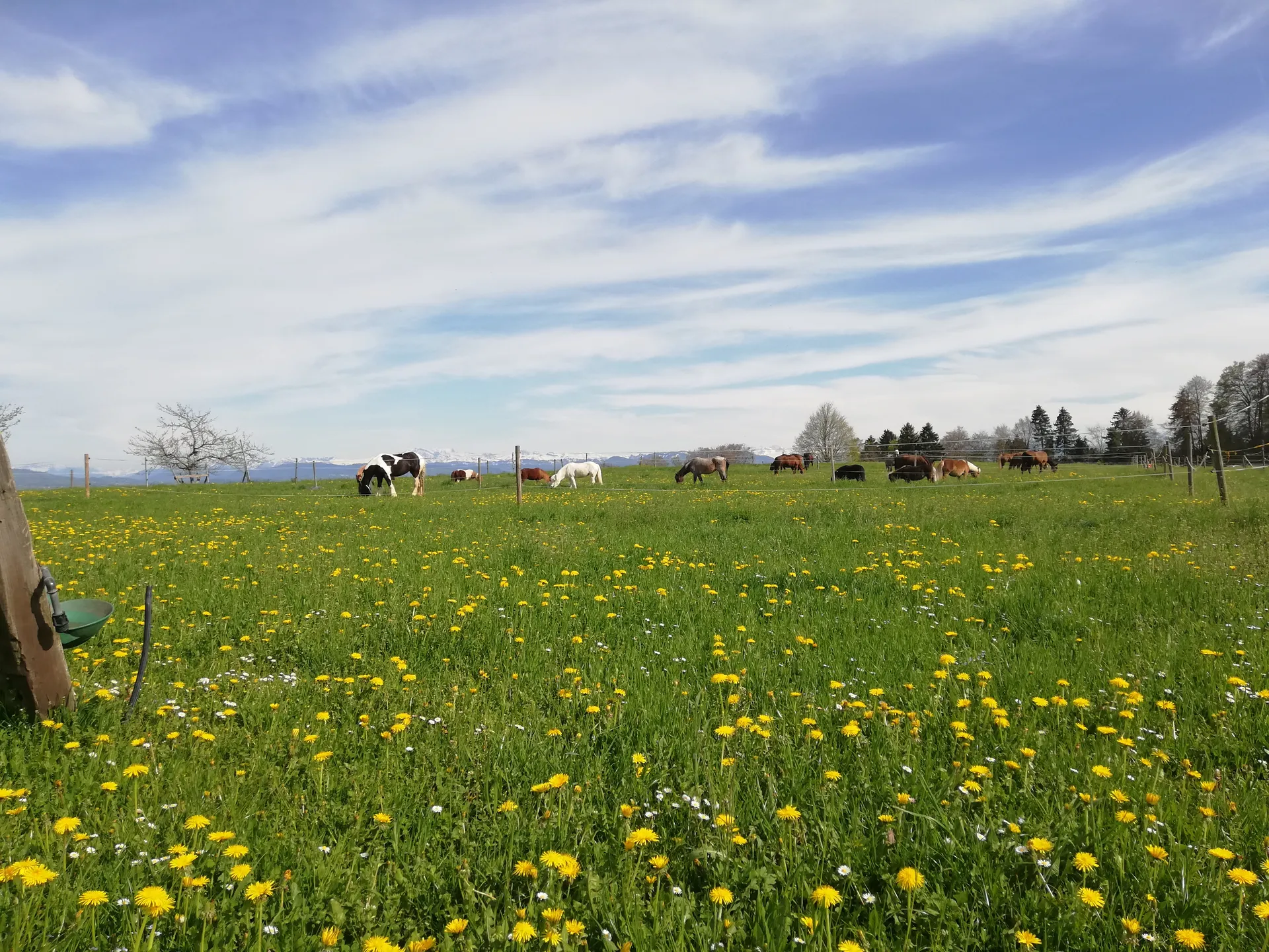 White Horse Ranch