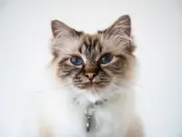 Katzen-Praxis.ch