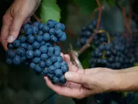 Weinbau Cordula Morgenegg-Posch - Klicken Sie, um das Bild 5 in einer Lightbox vergrössert darzustellen