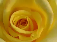 Blumen Rohner GmbH