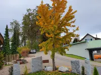 Hadorn Gartenbau
