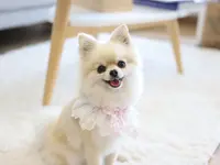 Hundesalon Wang Wuffi-Welt