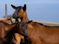 Ferme des Jordils - Klicken Sie, um das Bild 1 in einer Lightbox vergrössert darzustellen