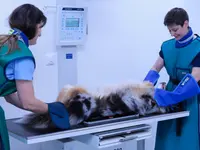 Kleintierpraxis Vivavet GmbH