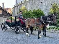 Stall Vogelsang