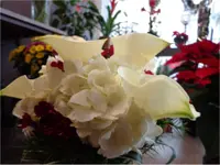 Fragrance Fleurs du Jorat Gameiro Brigitte